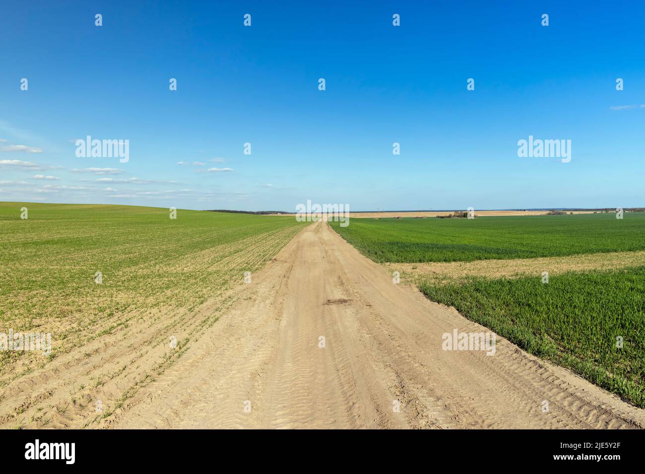 Eine unbefestigte Autobahn, entlang der grüne Pflanzen, Gras und andere Pflanzen in einem Feld mit einer unbefestigten Straße wachsen Stockfoto