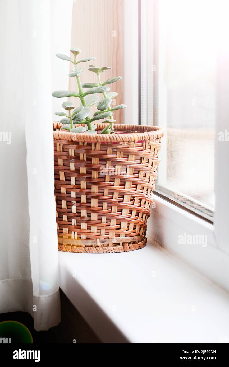 Hauspflanze im Korbtopf auf Fensterbank mit Vorhang .Kreative Natur Hintergrund. Gartenkonzept. Dekoration des Wohnraums selektiver Fokus Stockfoto