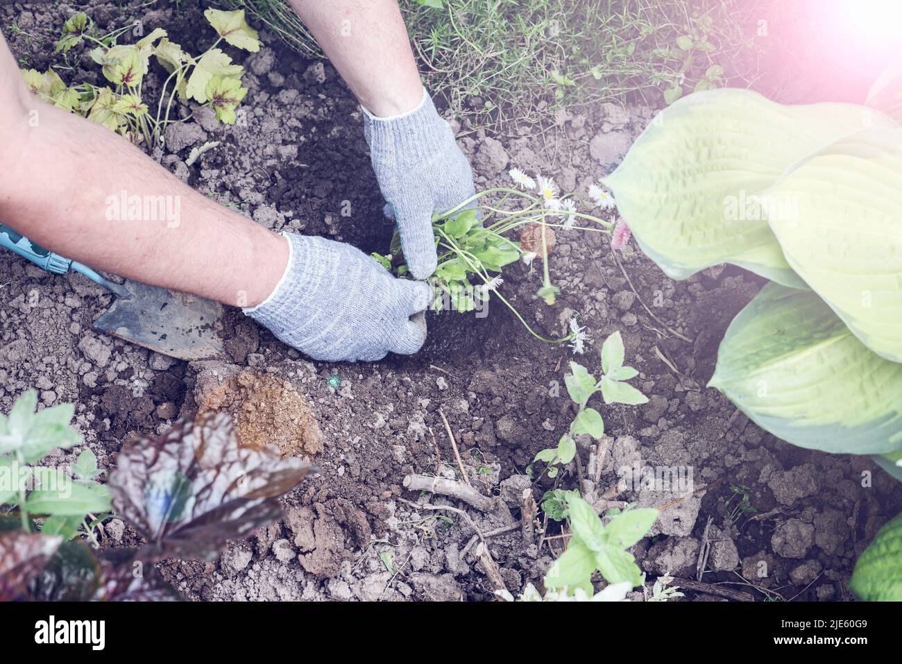 Herrenhände in Handschuhen Pflanzen die Pflanze im Boden. Gartenbau und Verbindung mit der Natur Konzept. Gartenarbeit Hobby und achtsames Leben. Selektive Fokus Stockfoto