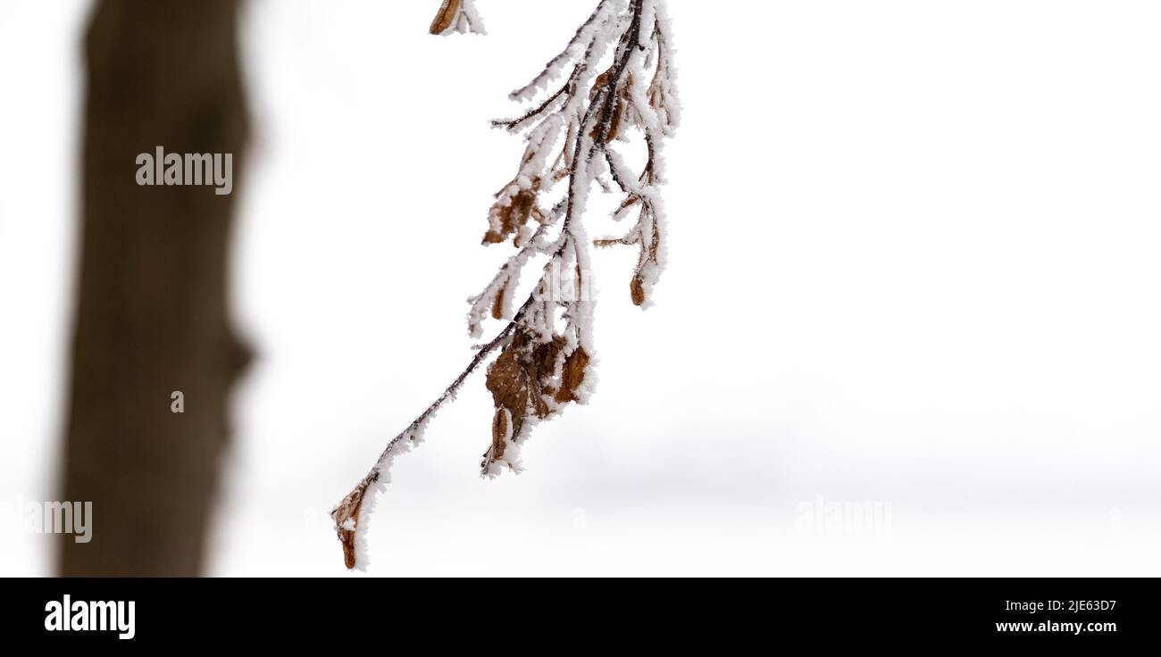 Winter, Äste mit Schnee und Frost in Nahaufnahme. Winterlandschaft und Wetter. Frost an den Ästen. Stockfoto