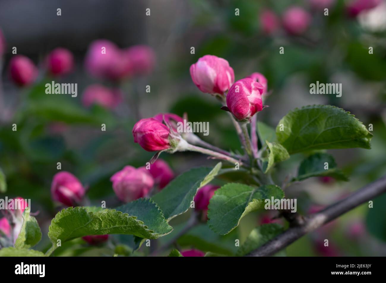 Im Frühjahr öffnen sich im Garten Rosenstöpsel auf einem Apfelbaum. Stockfoto