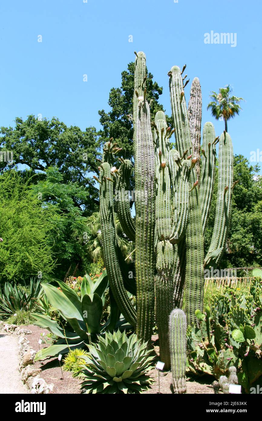 Spazieren Sie durch die Gassen der Parks von Valencia Stockfoto