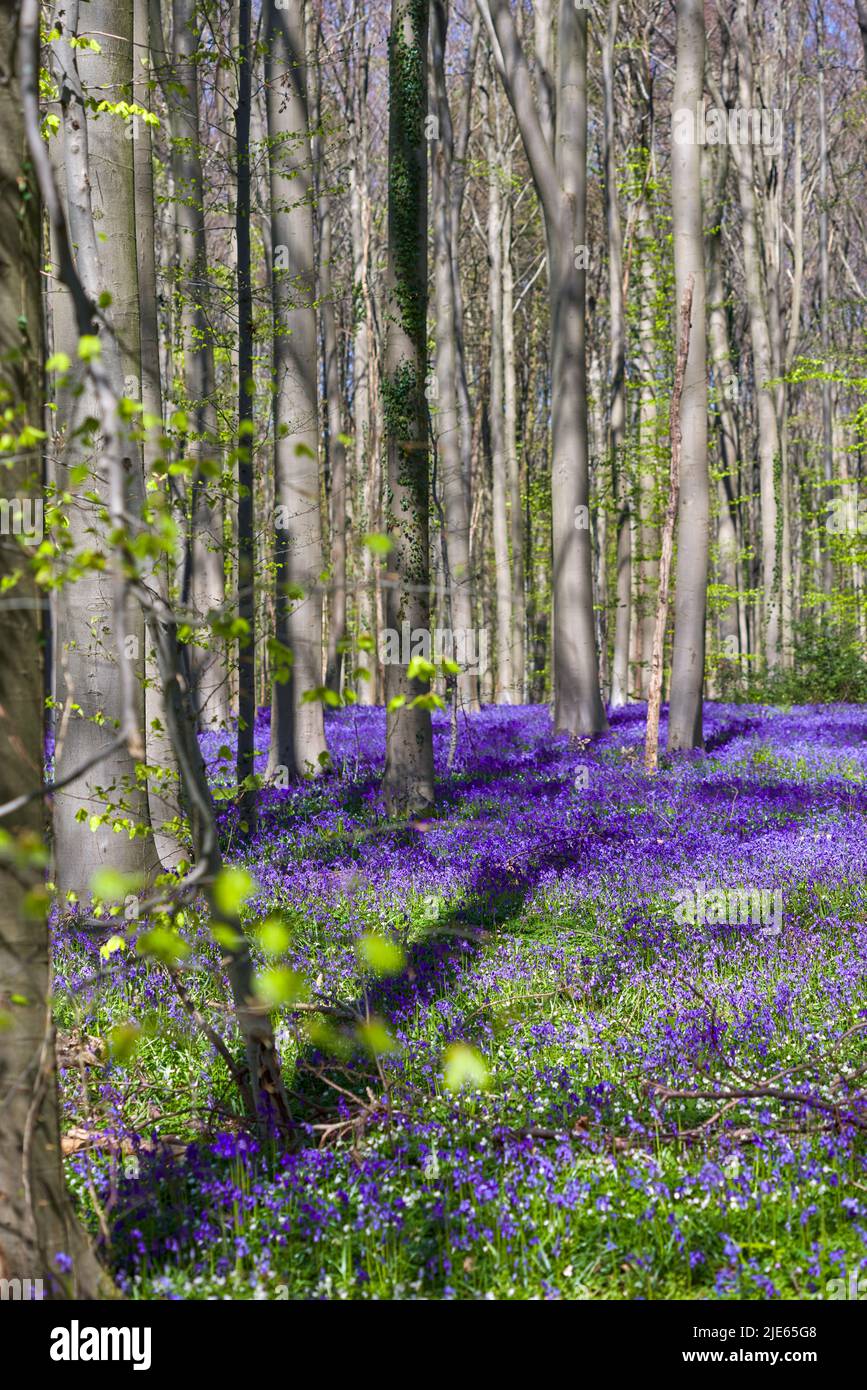 Bluebell, Hallerbos Belgien, blauer Wald - Flandern Stockfoto