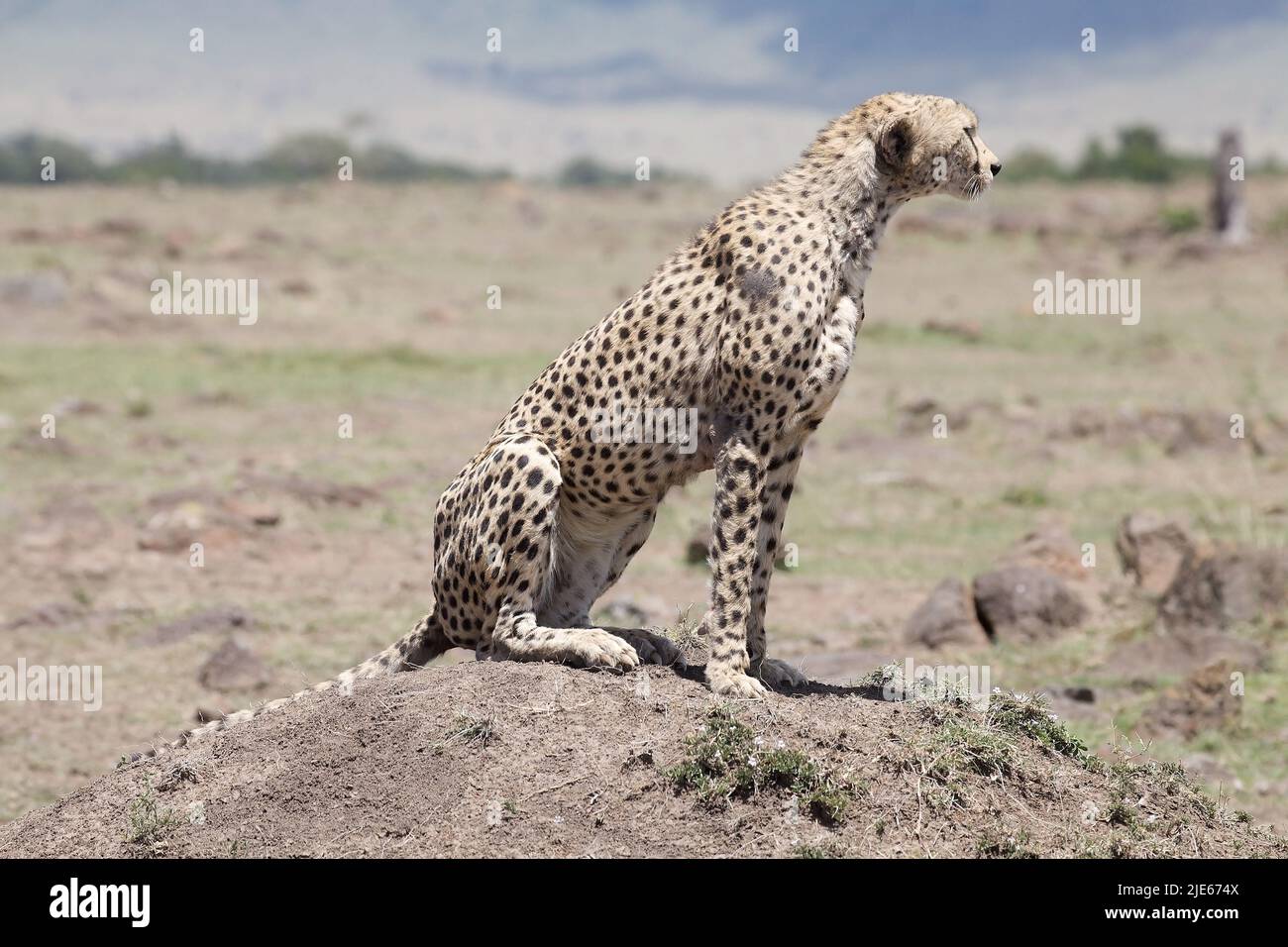 Gepard (Acinonyx Jubatus). Tiere in freier Wildbahn Stockfoto