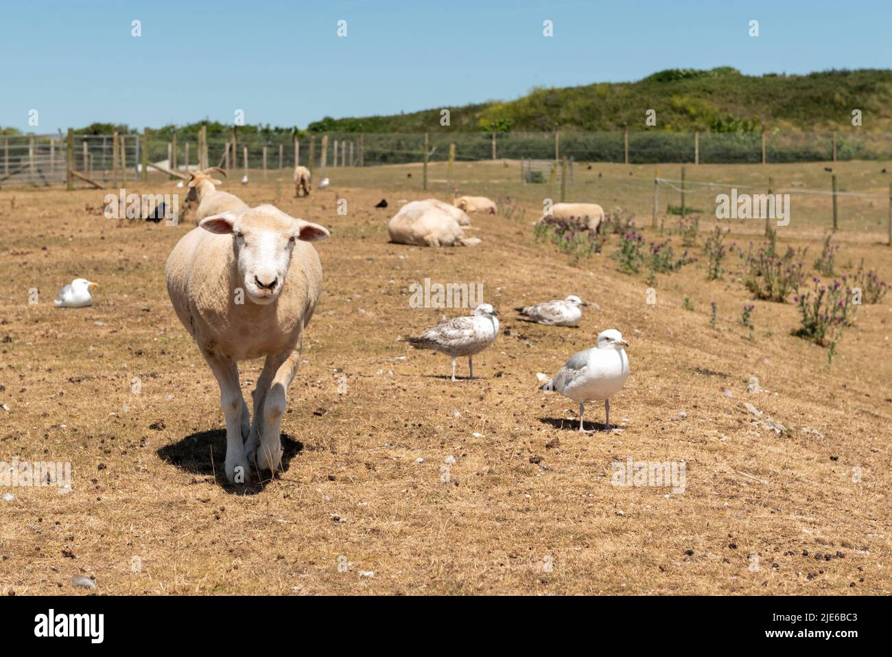 Schafe, Möwen und Dohlen Stockfoto
