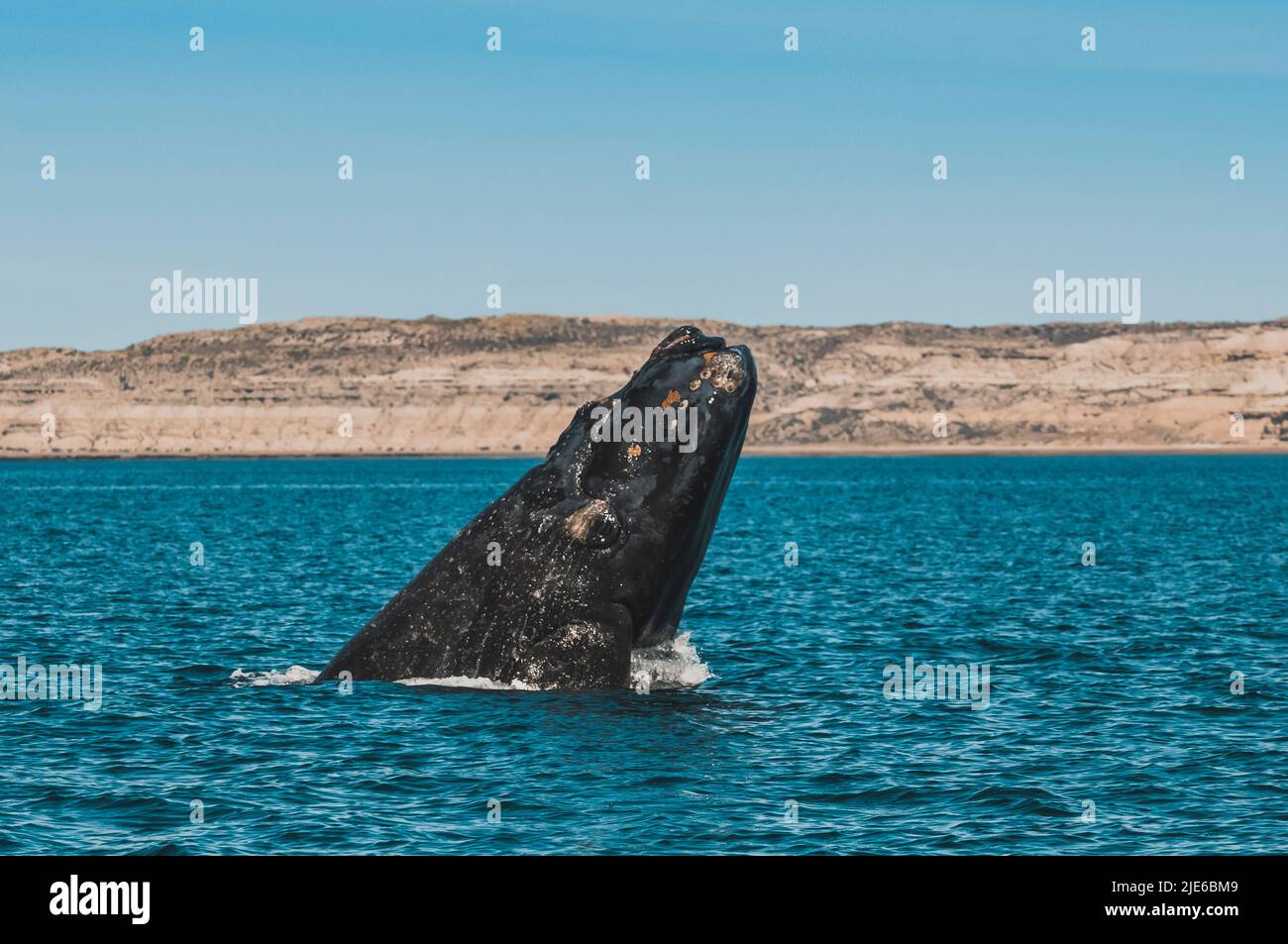 Right Whale Jumping , Eubalaena Autralis, glacialis, Patagonien , Peninsula Valdes, Patagonien, Argentinien. Stockfoto