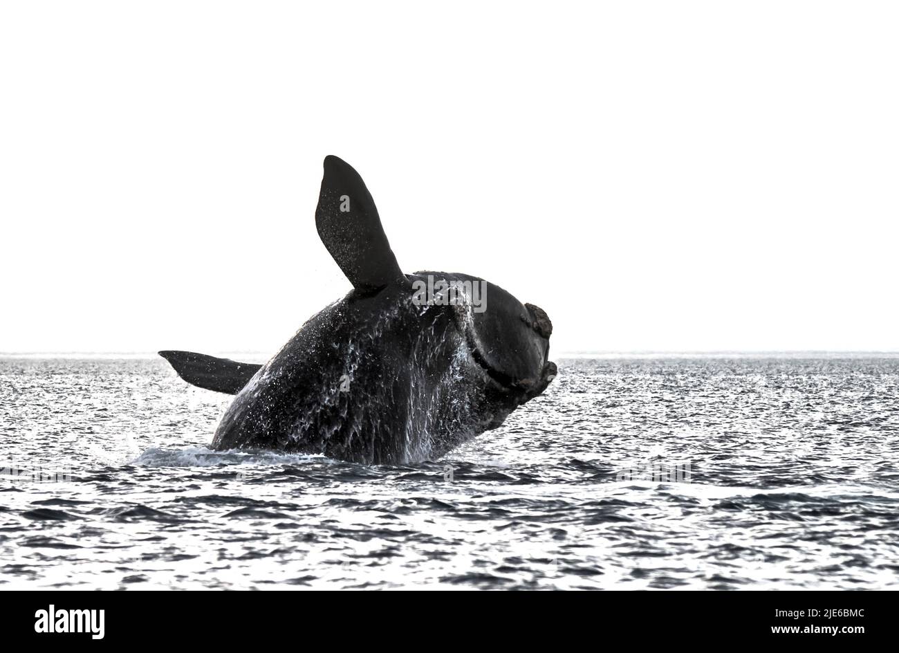 Right Whale Jumping , Eubalaena Autralis, glacialis, Patagonien , Peninsula Valdes, Patagonien, Argentinien. Stockfoto