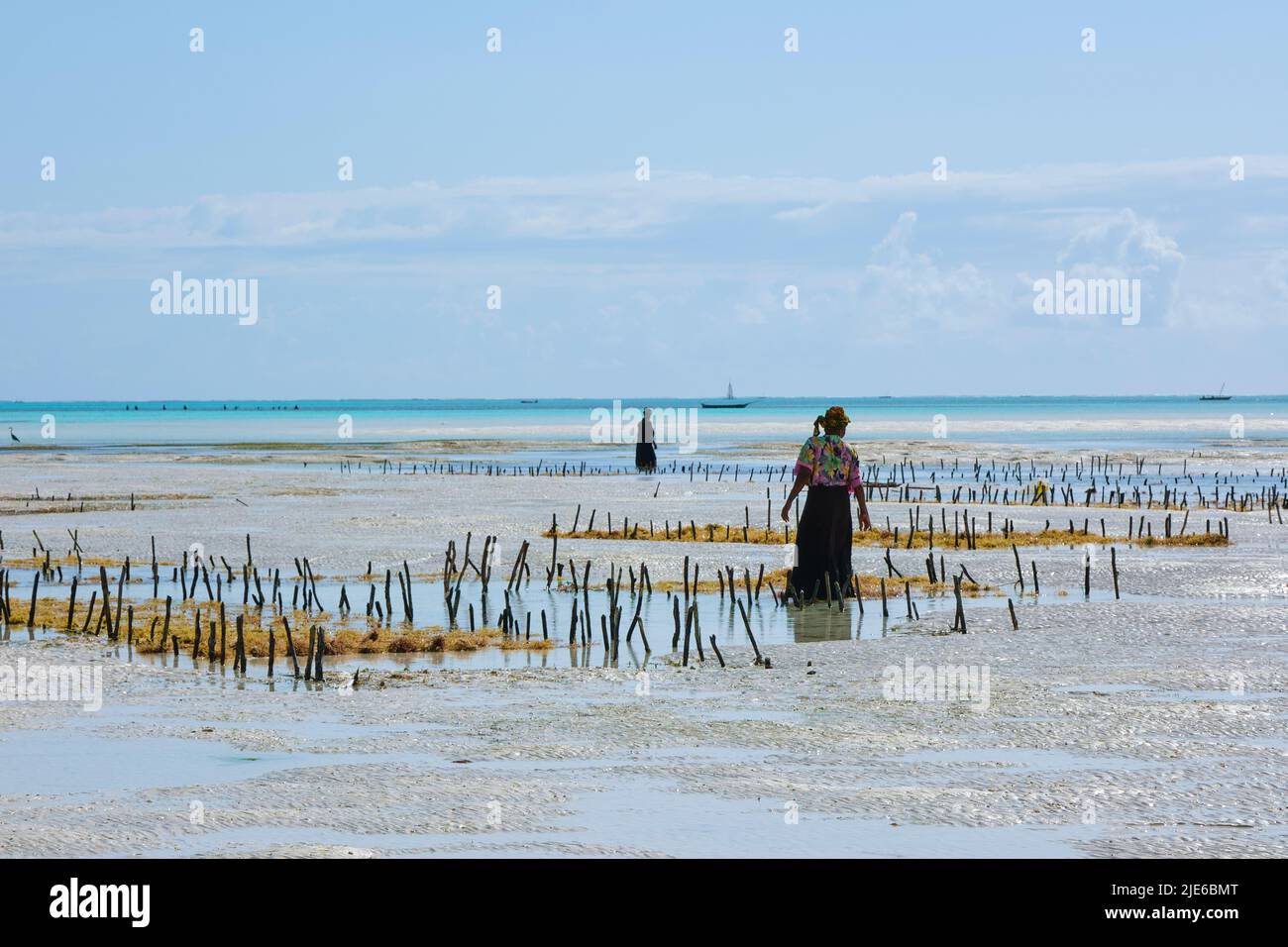 Eine einheimische Swahili erntet Algen am Ufer des Dorfes Jambiani, Sansibar, während Ebbe. Tragen traditioneller Kleidung und Arbeiten mit Stockfoto