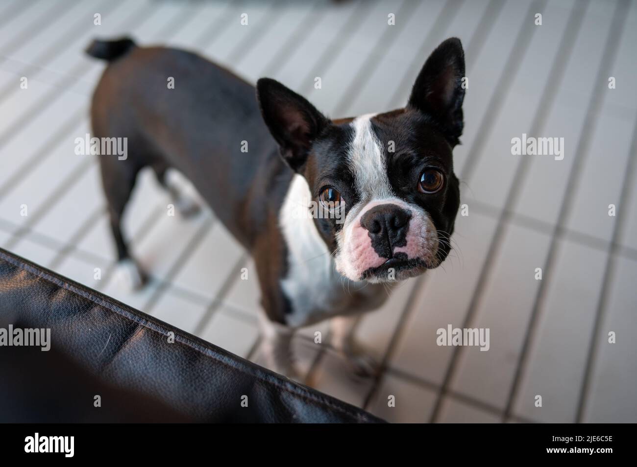 Eineinhalb Jahre alter Boston Terrier Stockfoto