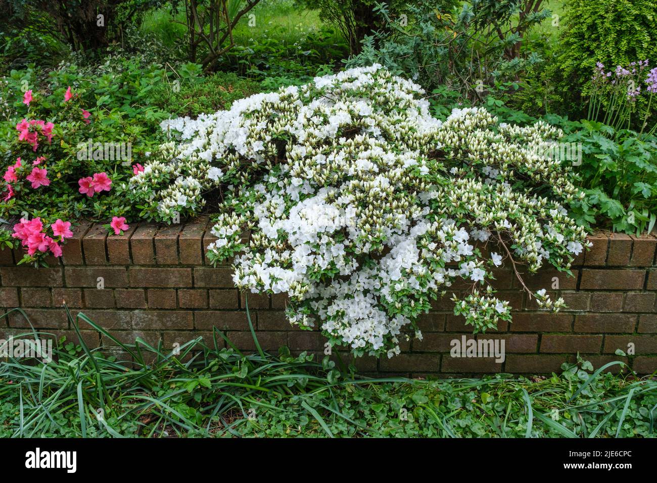 Weiße Azaleen in der Blüte, die über der Wand des Gartens des Hauses im Frühling wächst Stockfoto