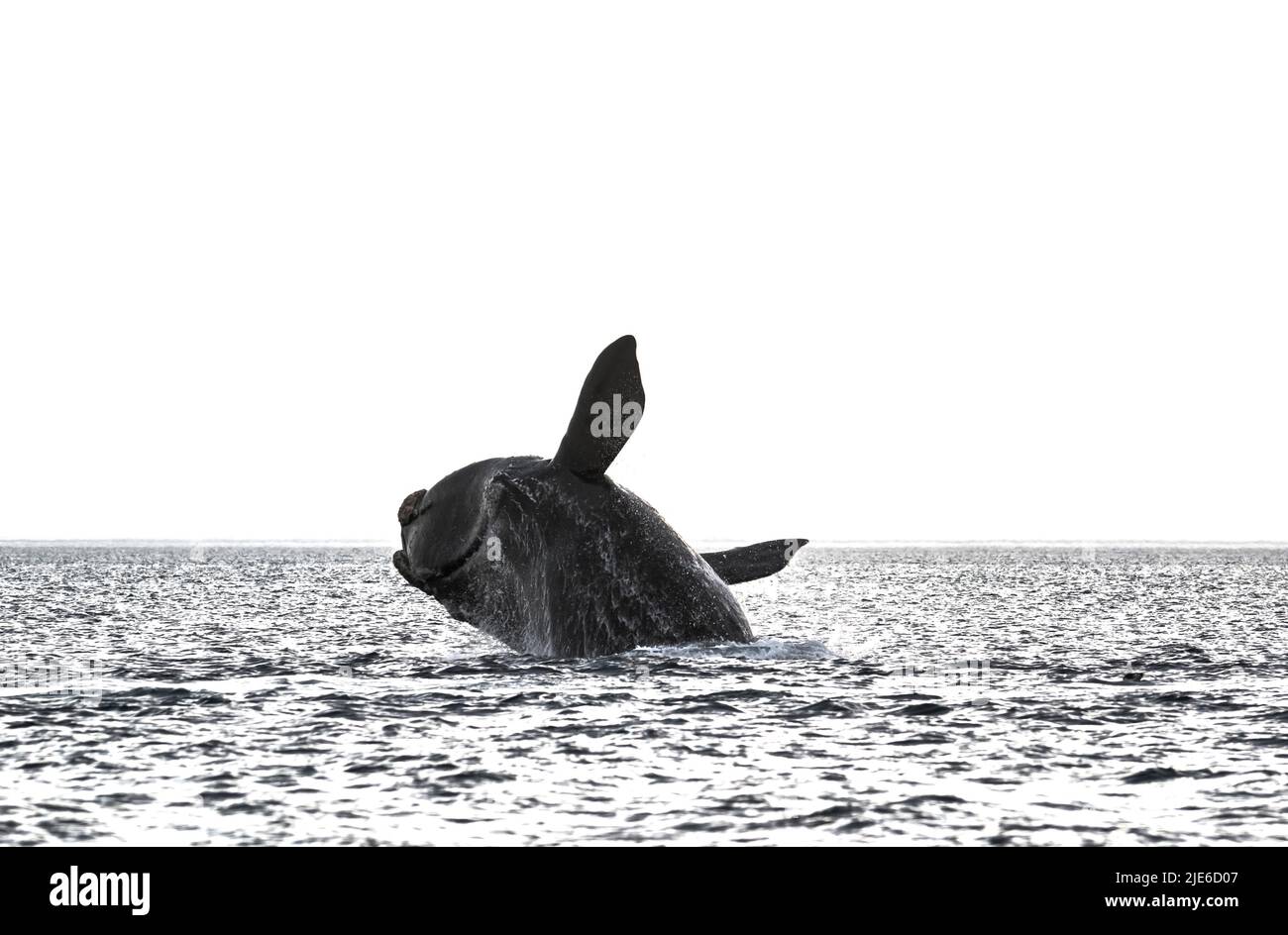 Right Whale Jumping , Eubalaena Autralis, glacialis, Patagonien , Peninsula Valdes, Patagonien, Argentinien. Stockfoto