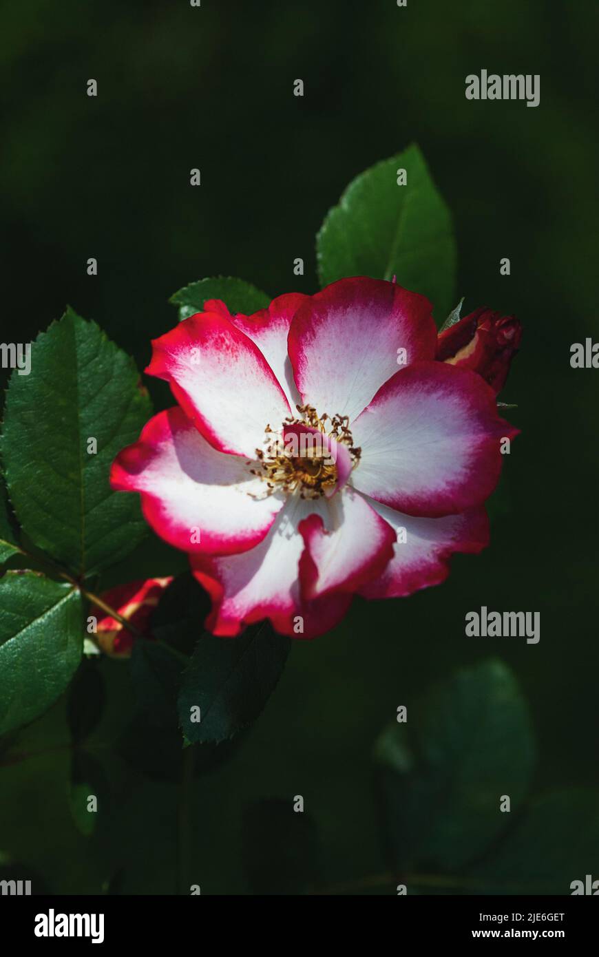 Rosa Betty Boop im Rosengarten, altmodische Blume mit weißen Blütenblättern, die mit roten Blüten umrandet sind, die 1999 von Carruth gezüchtet wurden Stockfoto