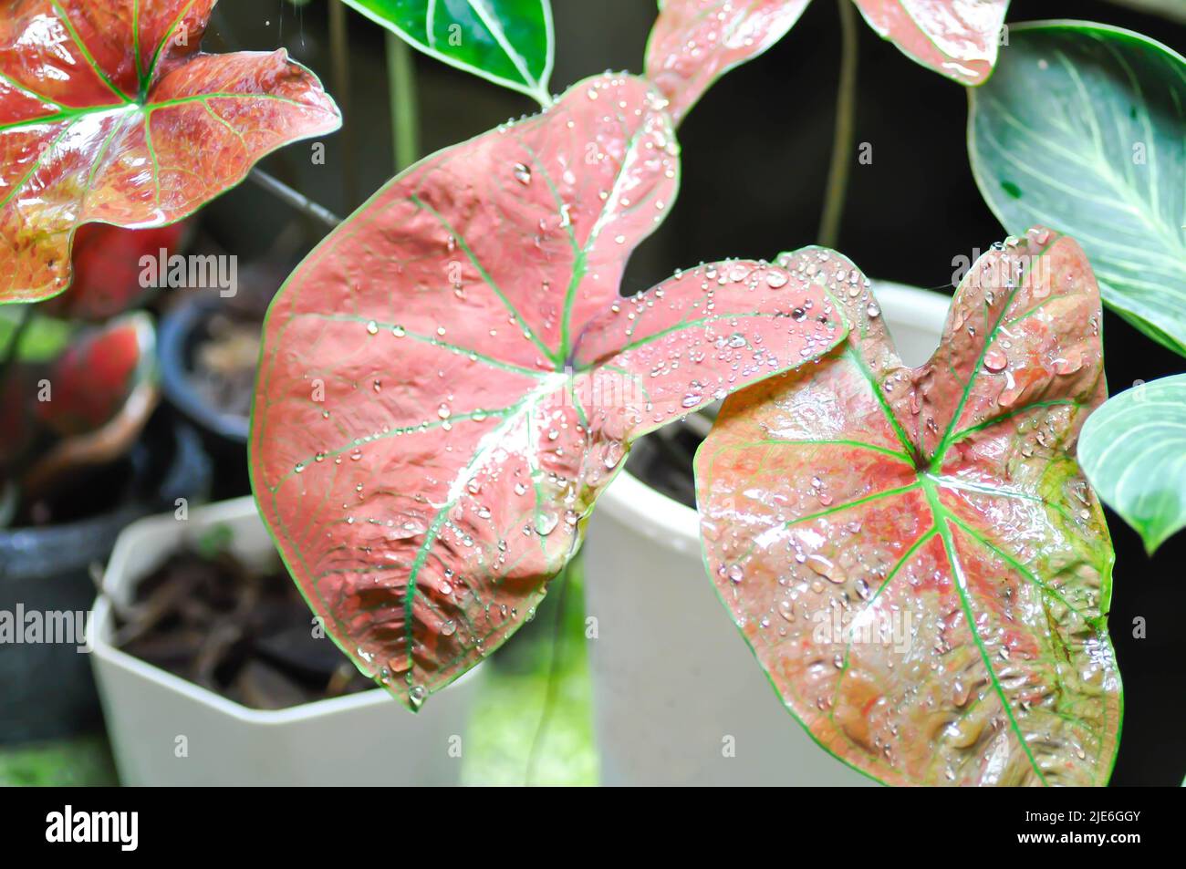 Caladium New Wave Bubble , Caladium bicolor Vent oder Alocasia macrorrhizos oder Caladium bicolor oder rosa Blatt Stockfoto