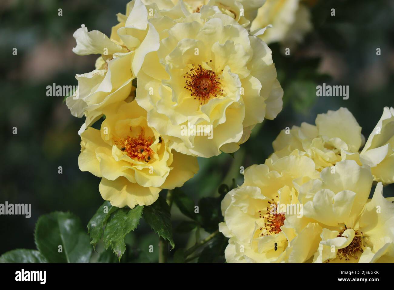 Kleine Biene auf gelber Doppelrose Stockfoto