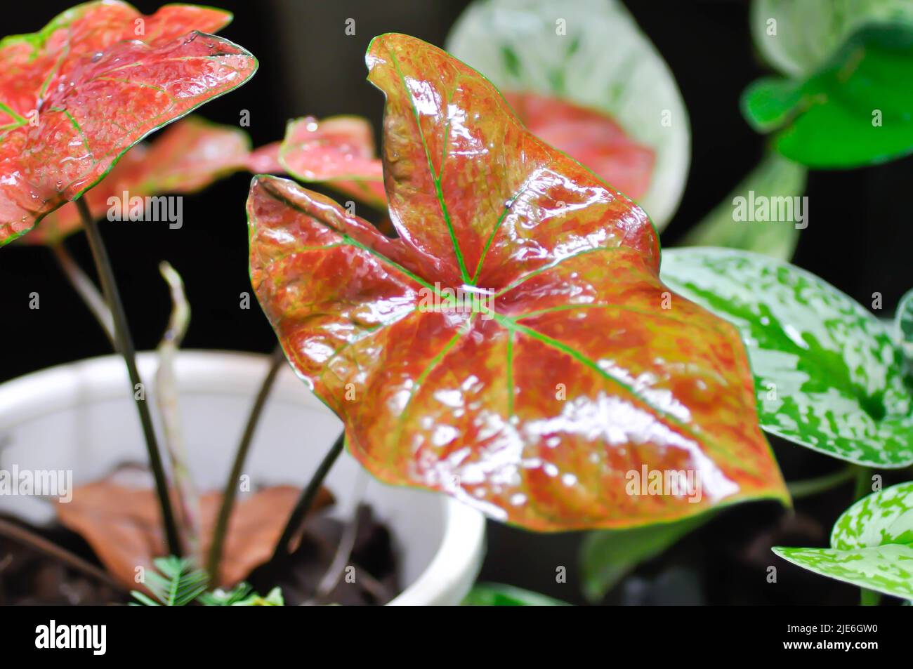 Caladium New Wave Bubble , Caladium bicolor Vent oder Alocasia macrorrhizos oder Caladium bicolor oder rosa Blatt und Colocasia esculenta Stockfoto