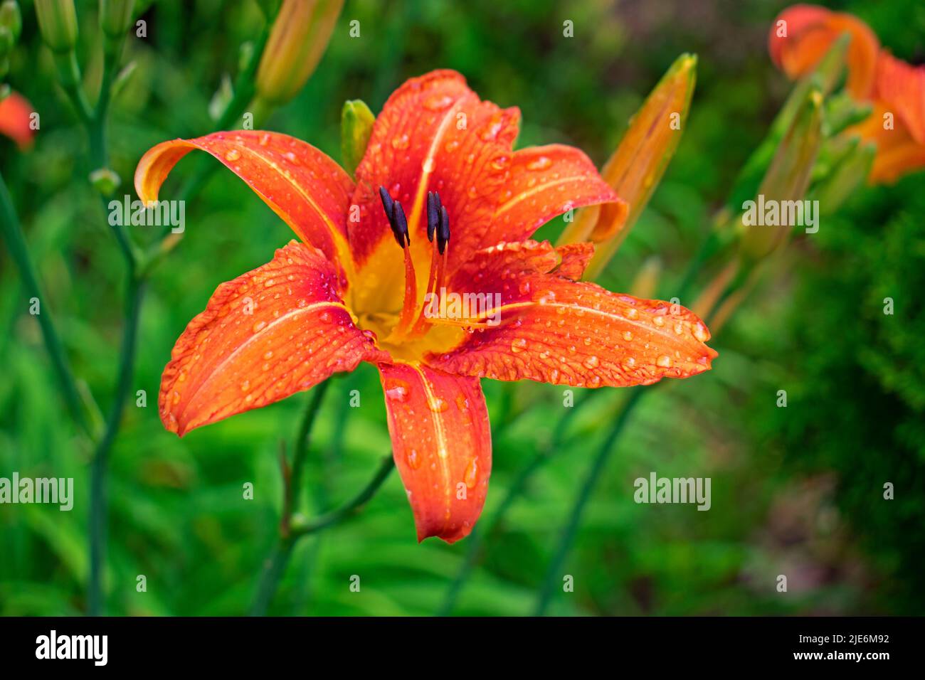 Nahaufnahme der orangen Taglilie, auch bekannt als Grabenlilie, auf einem verschwommenen grünen Hintergrund. Die Blüten dieser Pflanze dauern nur einen Tag. -06 Stockfoto