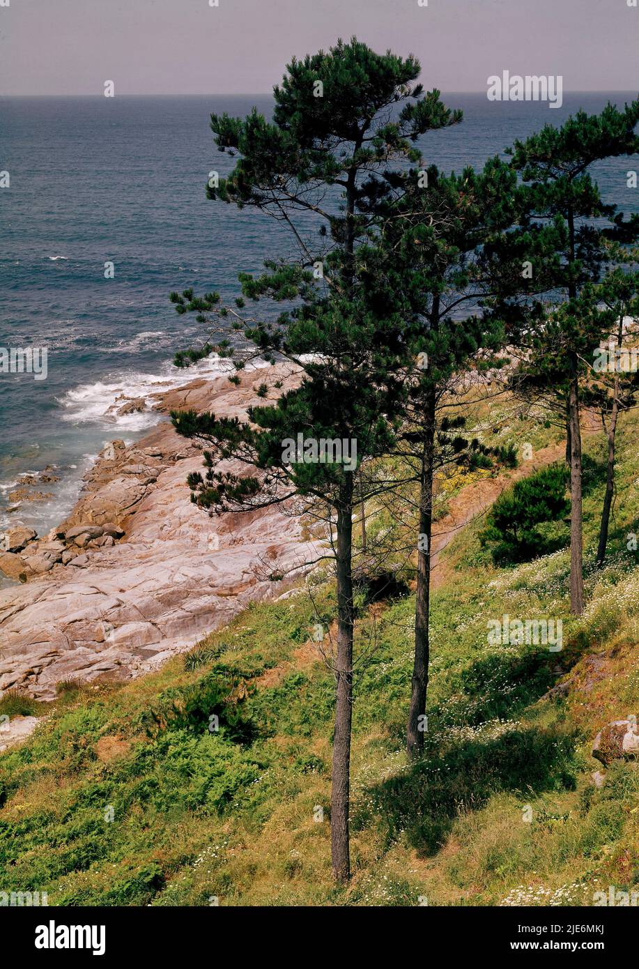 PINOS Y COSTA ATLANTICA - FOTO AÑOS 60. Lage: AUSSEN. BAIONA/BAYONA. Pontevedra. SPANIEN. Stockfoto