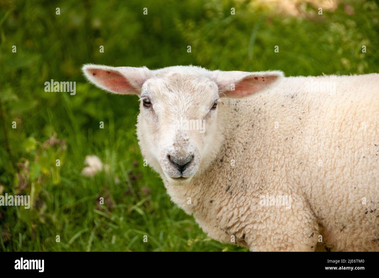 Niedliche Nahaufnahme Schafe mit grünem Gras hinter Stockfoto