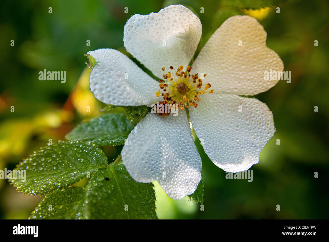 Nahaufnahme der Wilden Hagebuttenblume in Dew Drops. In der Pink Delicate Flower sitzt ein Marienkäfer in Tau-Tropfen. Stockfoto