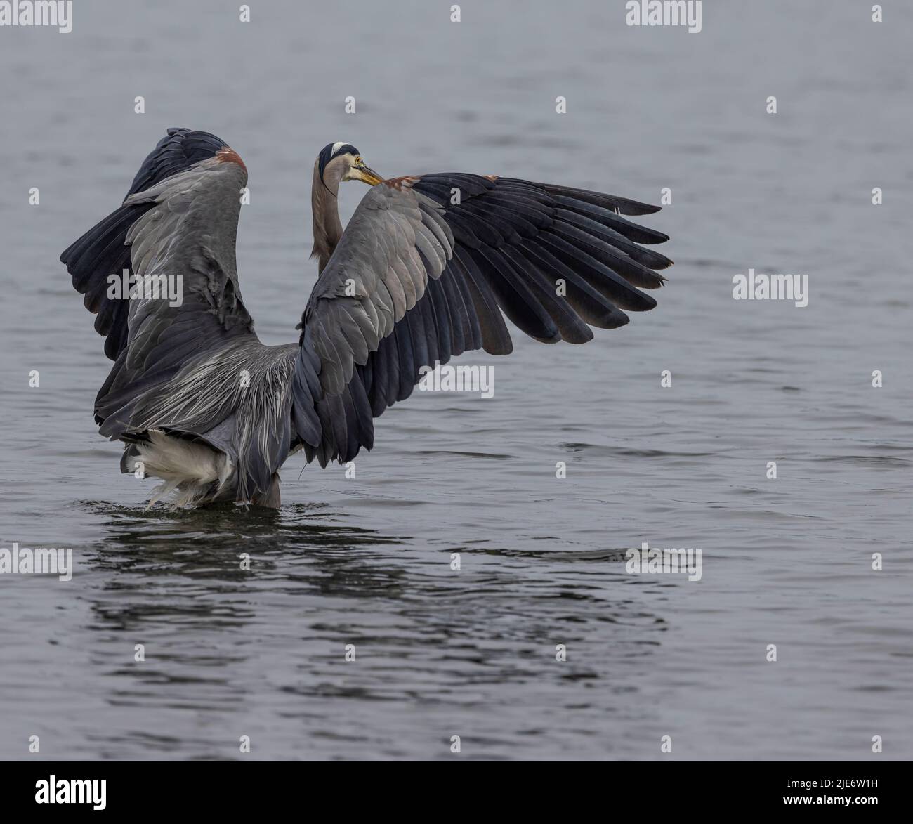 Große blaue Reiher Stockfoto