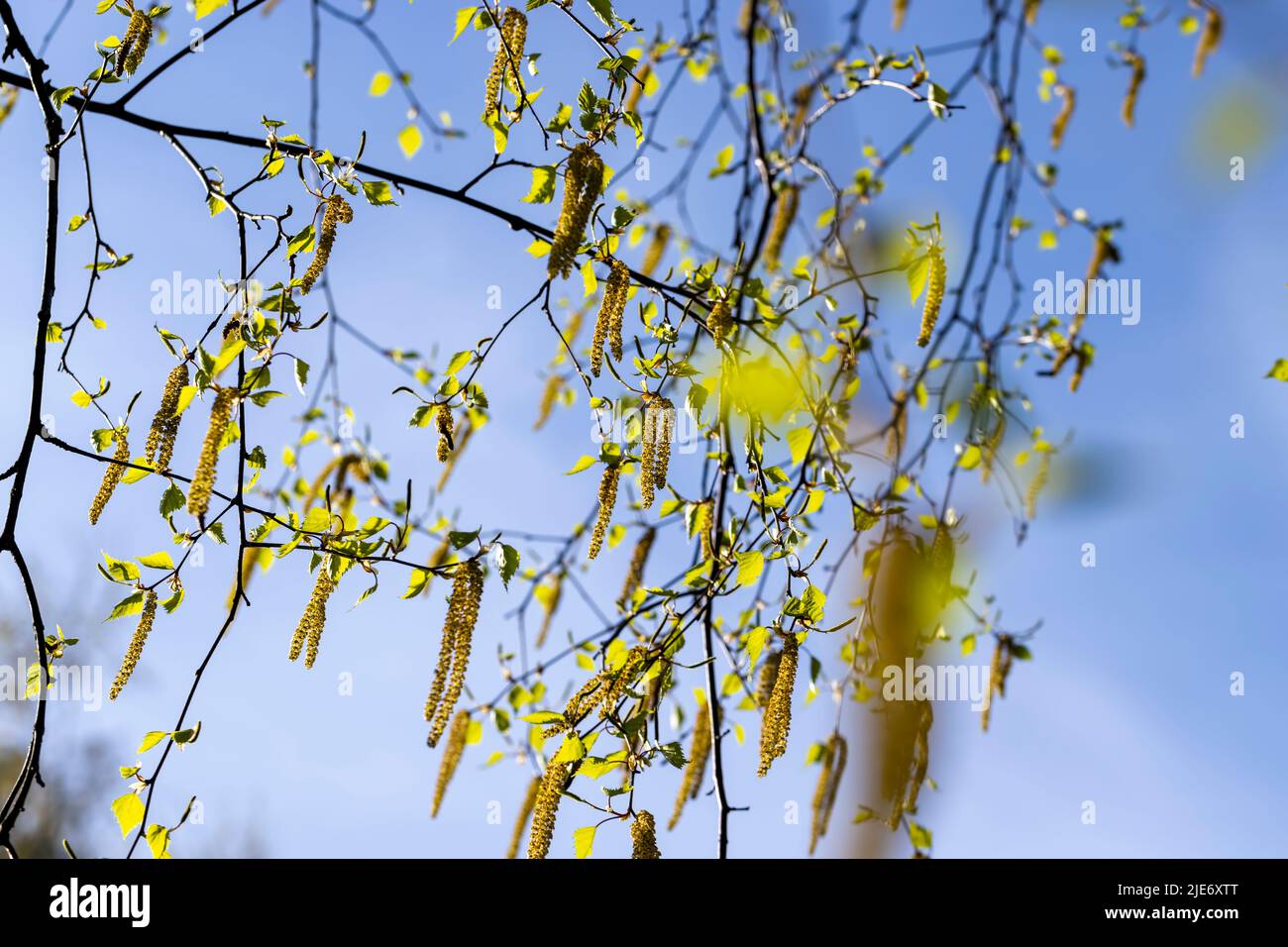 Birkenkätzchen während der Blüte in der Frühjahrssaison, Birkenkätzchen in der Frühjahrssaison bei sonnigem Wetter Stockfoto