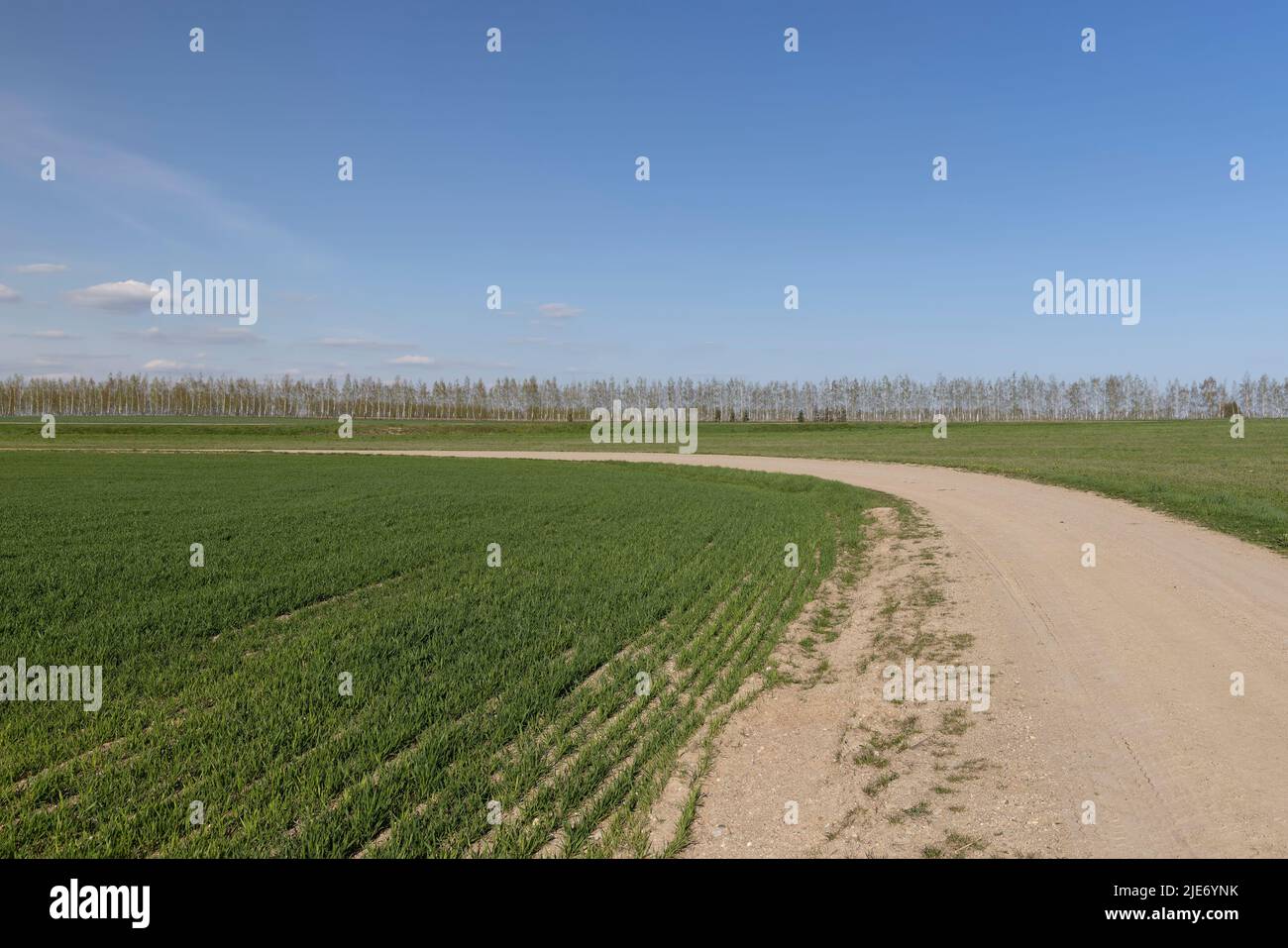 Eine unbefestigte Autobahn, entlang der grüne Pflanzen, Gras und andere Pflanzen in einem Feld mit einer unbefestigten Straße wachsen Stockfoto