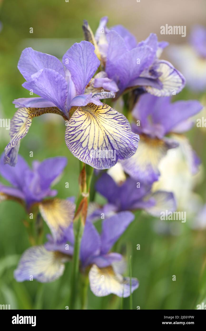 Nahaufnahme der Iris sibirica Blumen, der Sorte 'bannisches Unglück', in einem Garten Stockfoto