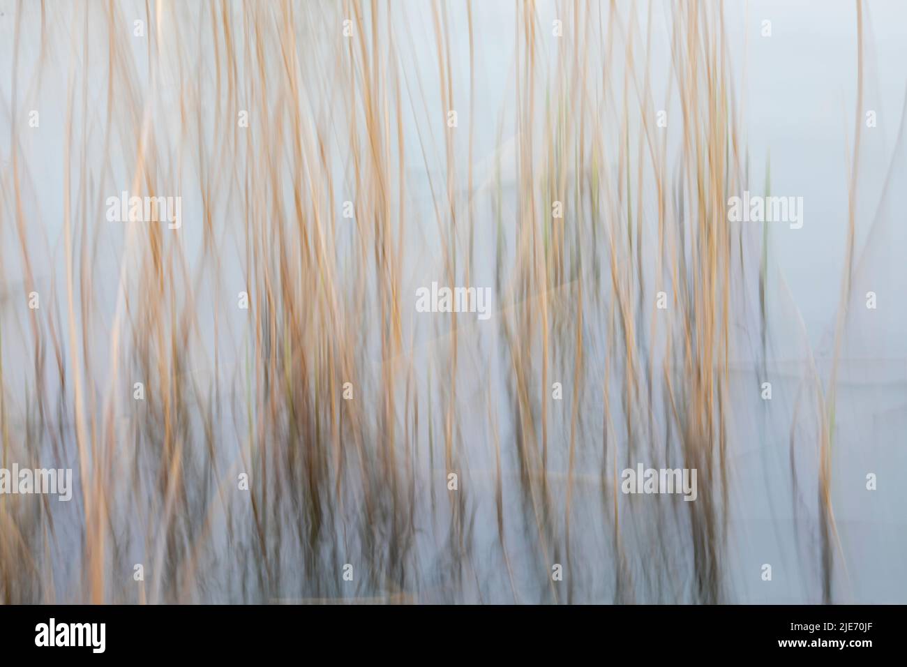 Abstrakt Gelb Schilfbetten Hintergrund Stockfoto