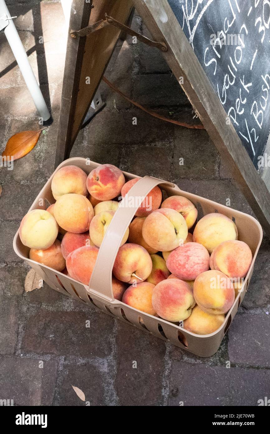 Der Sommer bietet eine Vielzahl von Optionen für Touristen und Einwohner wie Charleston, South Carolina, wie zum Beispiel den Farmer's Market an Samstagen zu besuchen. Stockfoto