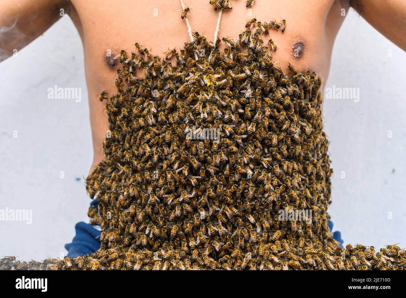 Ein Imker mit Bienen bedeckt, Bienenbehandlung Stockfoto