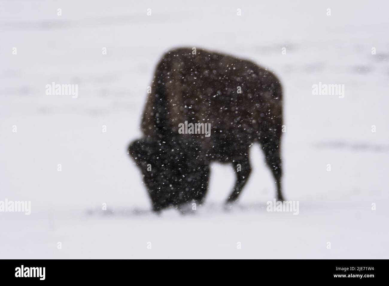 Yellowstone Bison Stockfoto