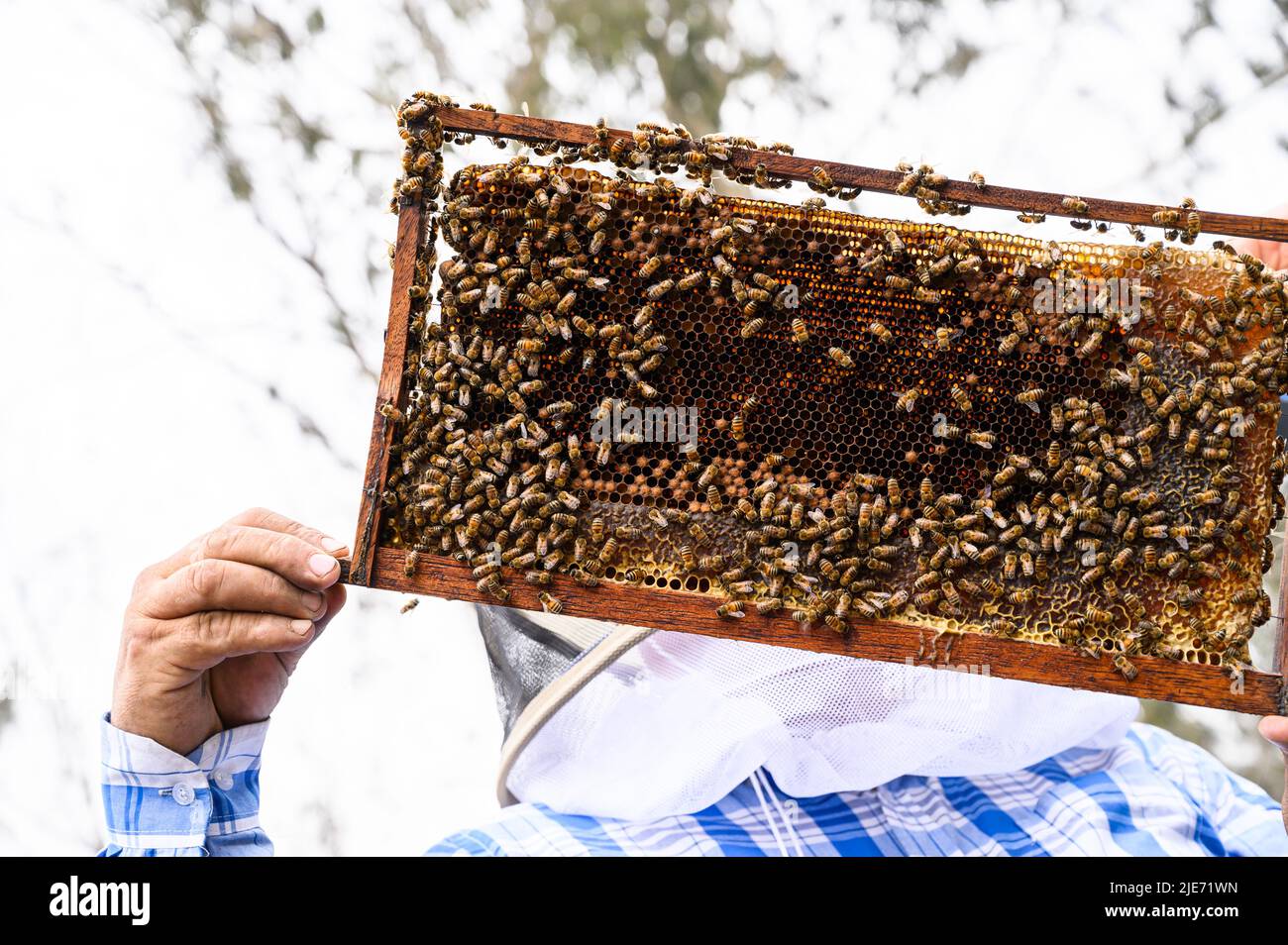 Ein Imker hält einen Rahmen mit Bienen. Honigproduktion. Bienenhaus in der Natur. Natürliche Nahrung. Bienen auf Honigwaben Stockfoto