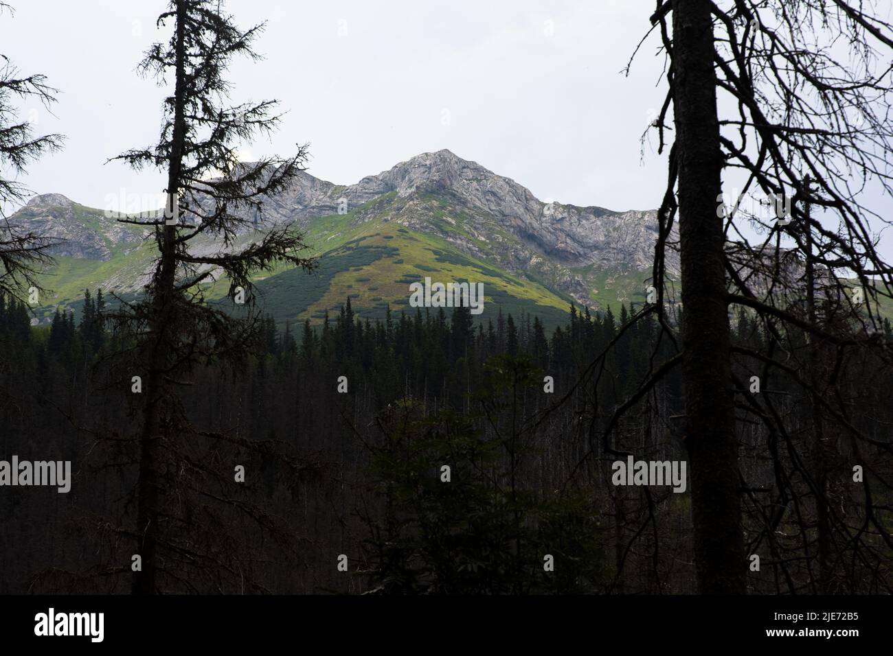 Blick auf die Belische Tatra von einem Pfad in der Nähe des Grünen Sees Stockfoto