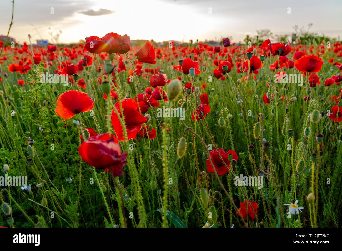 Blühende Mohnblumen bei Sonnenuntergang. Schöne rote Mohnblumen in einem Mohnfeld in den Strahlen der untergehenden Sonne. Klare Bildqualität. Stockfoto
