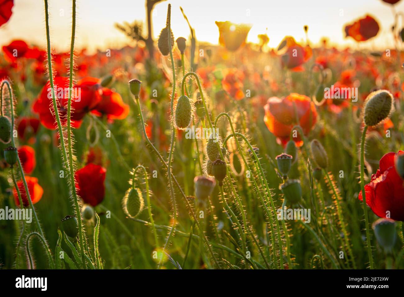 Blühende Mohnblumen bei Sonnenuntergang. Schöne rote Mohnblumen in einem Mohnfeld in den Strahlen der untergehenden Sonne. Klare Bildqualität. Stockfoto