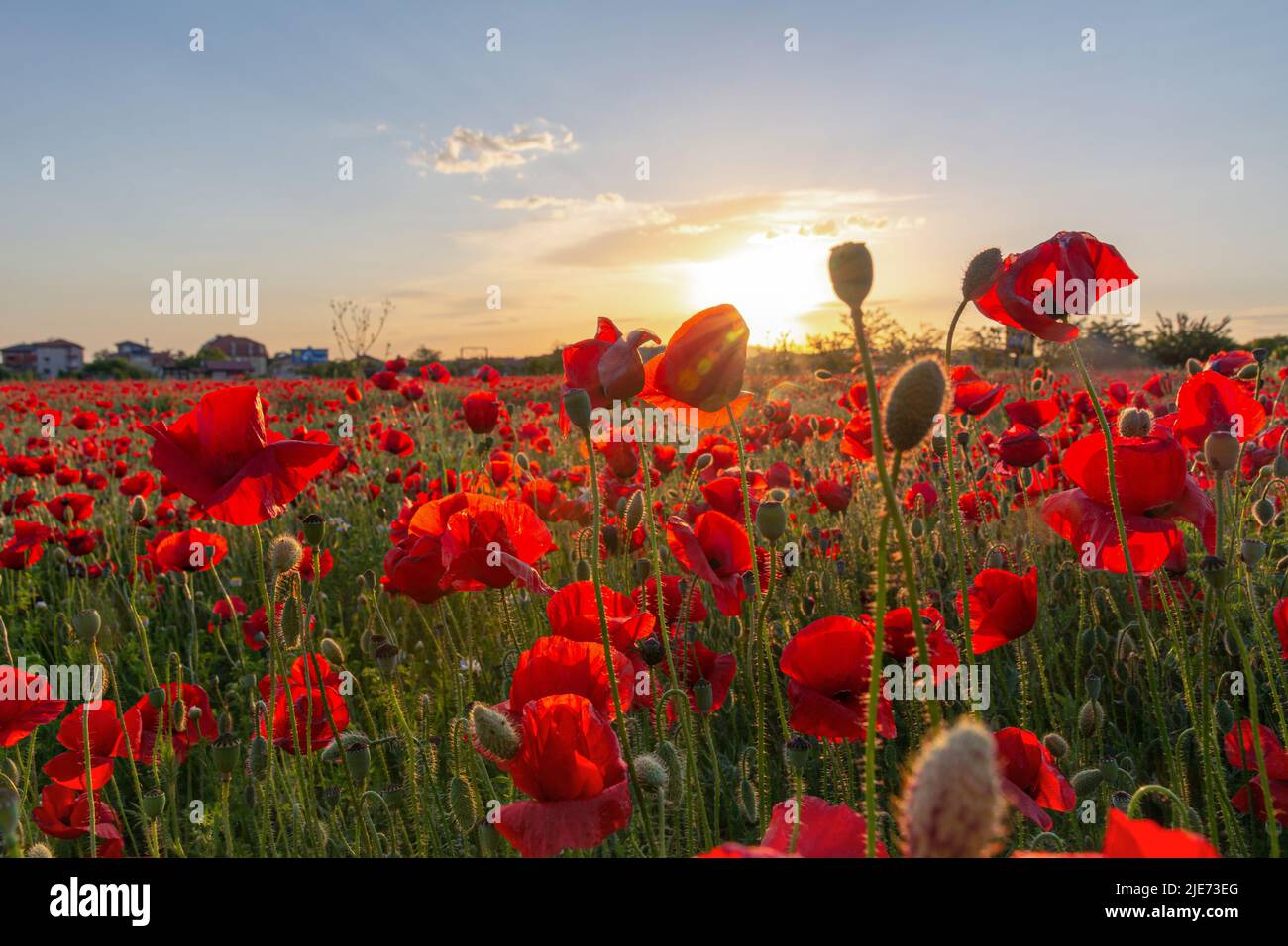 Blühende Mohnblumen bei Sonnenuntergang. Schöne rote Mohnblumen in einem Mohnfeld in den Strahlen der untergehenden Sonne. Klare Bildqualität. Stockfoto