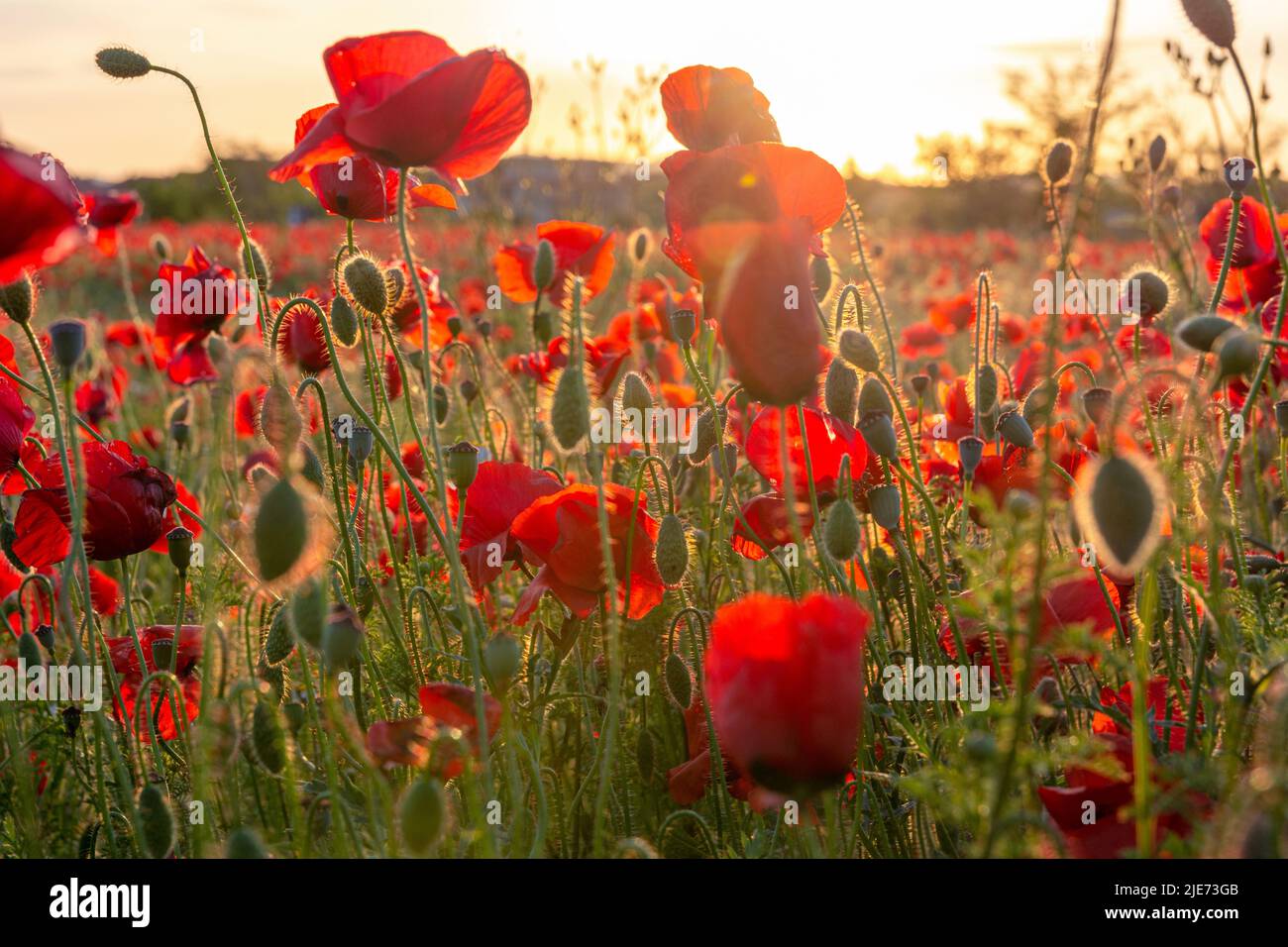 Blühende Mohnblumen bei Sonnenuntergang. Schöne rote Mohnblumen in einem Mohnfeld in den Strahlen der untergehenden Sonne. Klare Bildqualität. Stockfoto