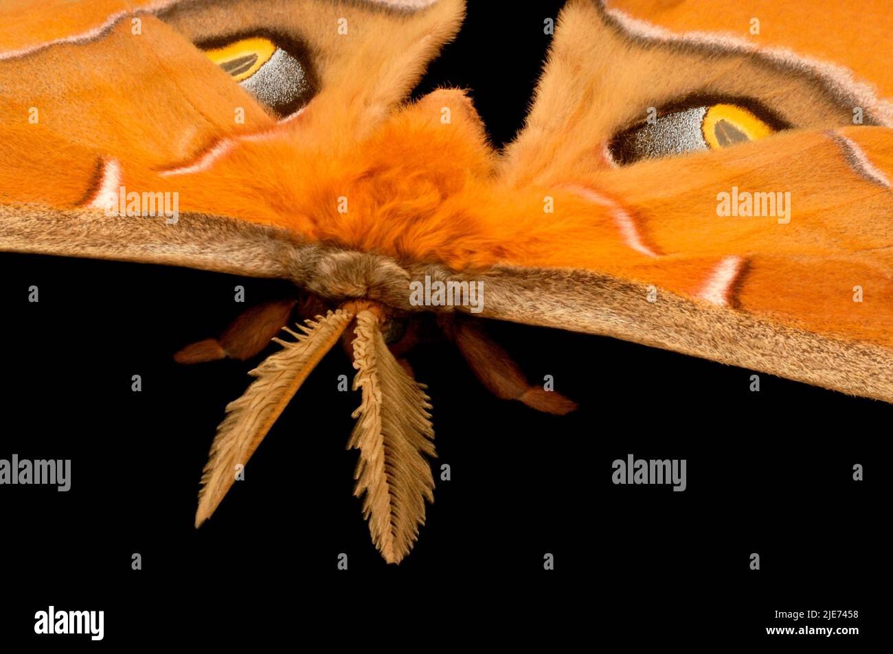 Die federleichten Antennen des männlichen Antheraea Polyphemus Moth helfen ihm, den Duft von Weibchen zu erkennen. Die Augenspots imitieren die einer Eule, um Raubtiere abzuschrecken Stockfoto