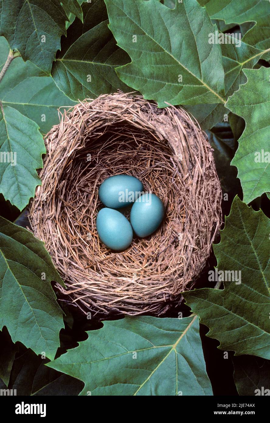 Robin's Nest und Eier Stockfoto