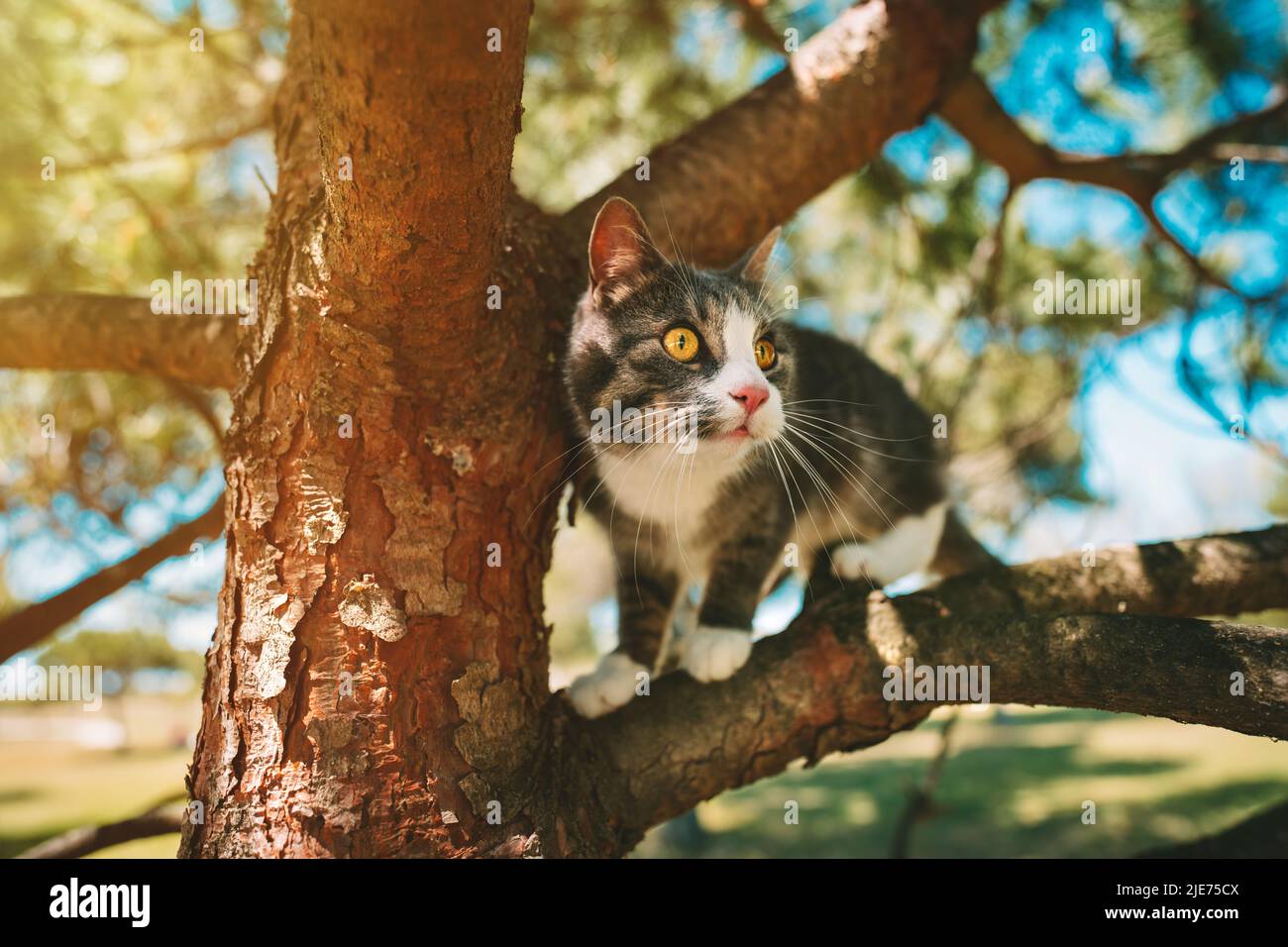Nette Katze, die an einem sonnigen Tag draußen auf einem Baum in der Natur sitzt Stockfoto