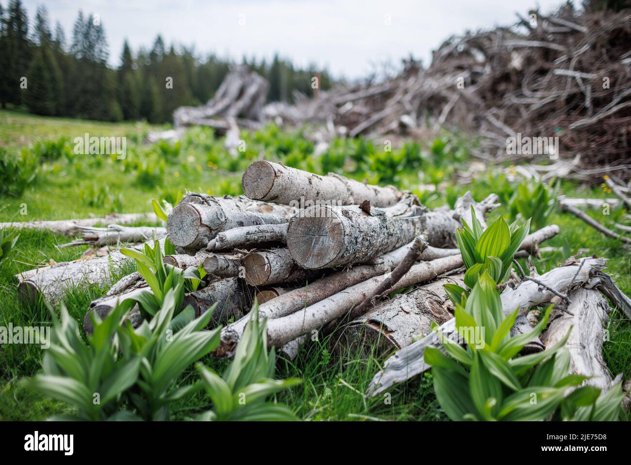 Gefällte trockene alte Baumstämme und viele dünne kleine gebrochene Äste liegen auf dickem grünen Frühlingsgras im Fichtenbergindustriewald Stockfoto