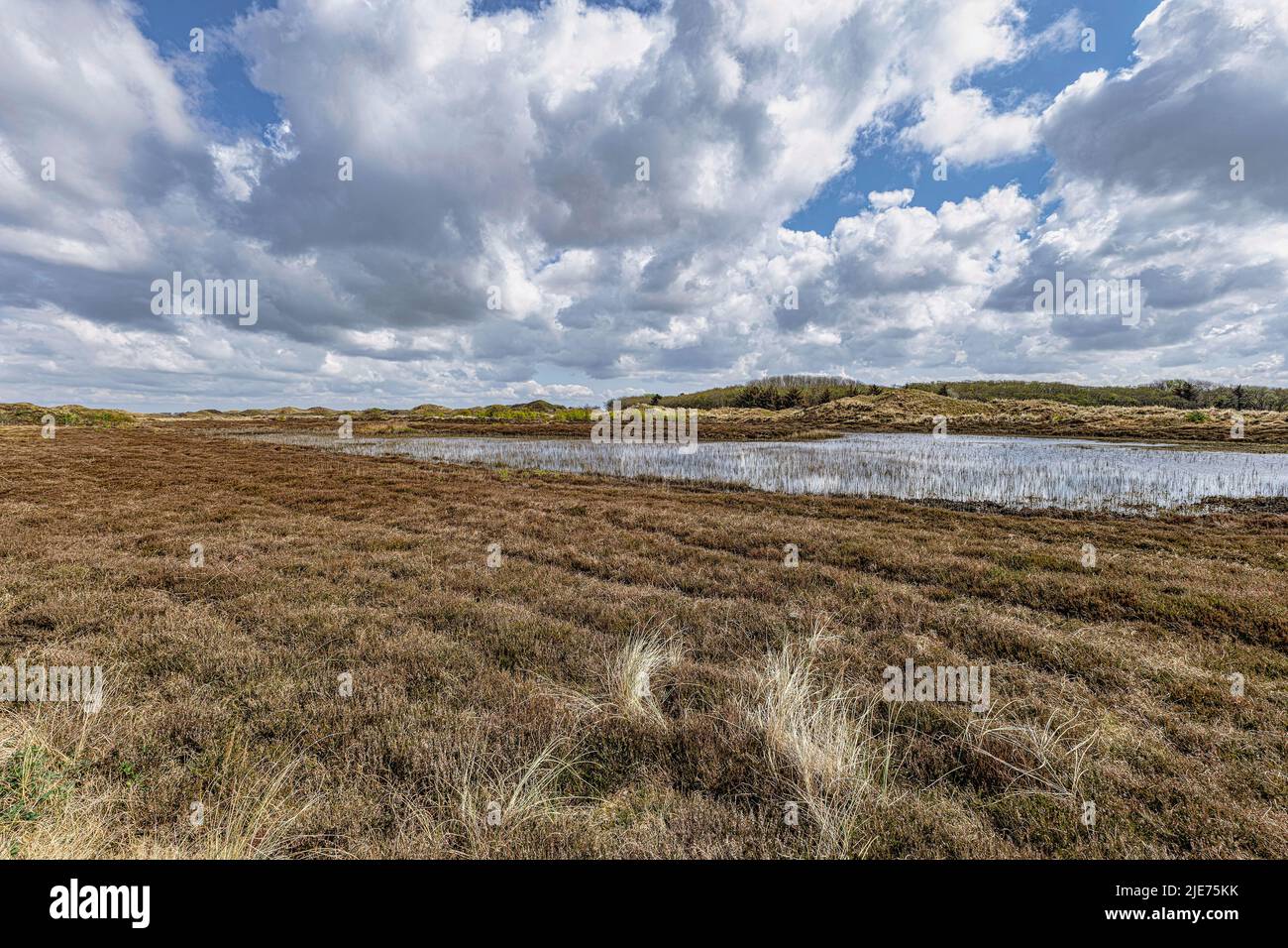 Blick auf eine Dünenlandschaft, Nationalpark der Slufter auf der Insel Texel, Niederlande Stockfoto