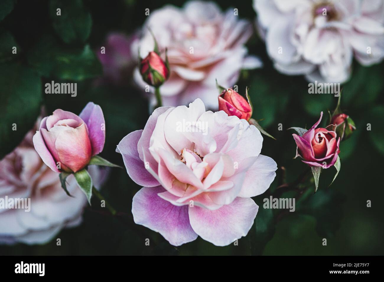 Distant Drums Rose blüht - wunderschöne, einzigartige Strauchrose mit mehrfarbigen Blüten im Garten, orangefarbene, fast bronzefarbene Blütenblätter in der Mitte, die zu Rosa verblassen Stockfoto