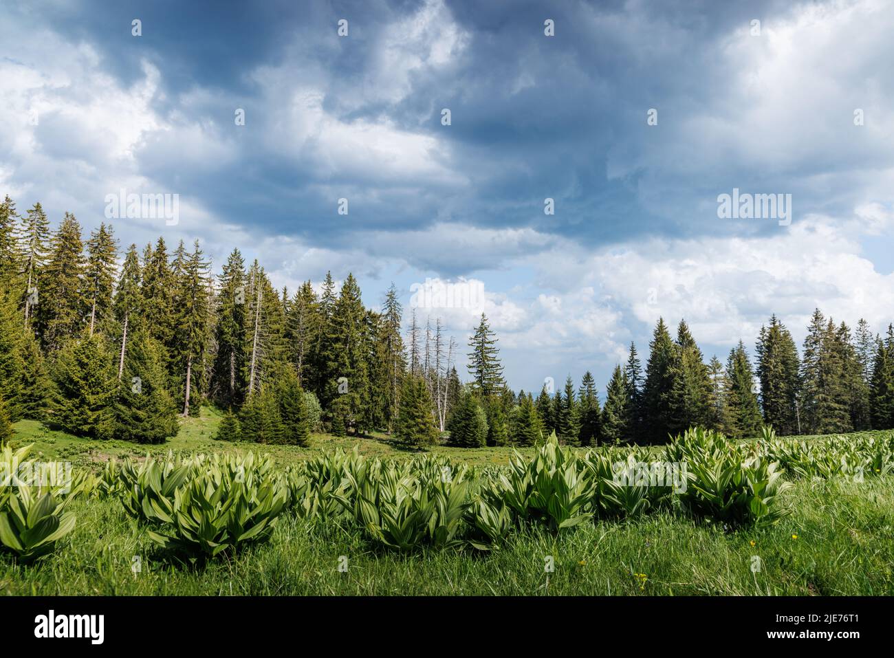 Eine leuchtend grüne Wiese, bedeckt mit Bergvegetation auf einem Hügel, vor dem Hintergrund immergrüner, hoher dorniger Tannen und wolkig blauer Sonnenbräine Stockfoto