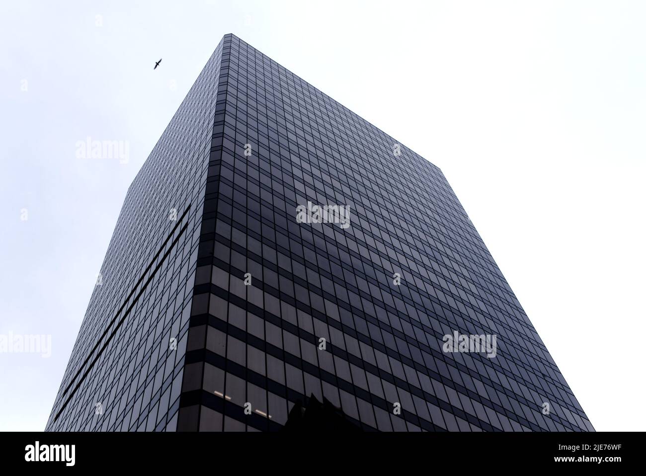 Hohes Bürogebäude mit einem Vogel, der in der Nähe fliegt - Wolkenkratzer - Blick aus der Nähe Stockfoto