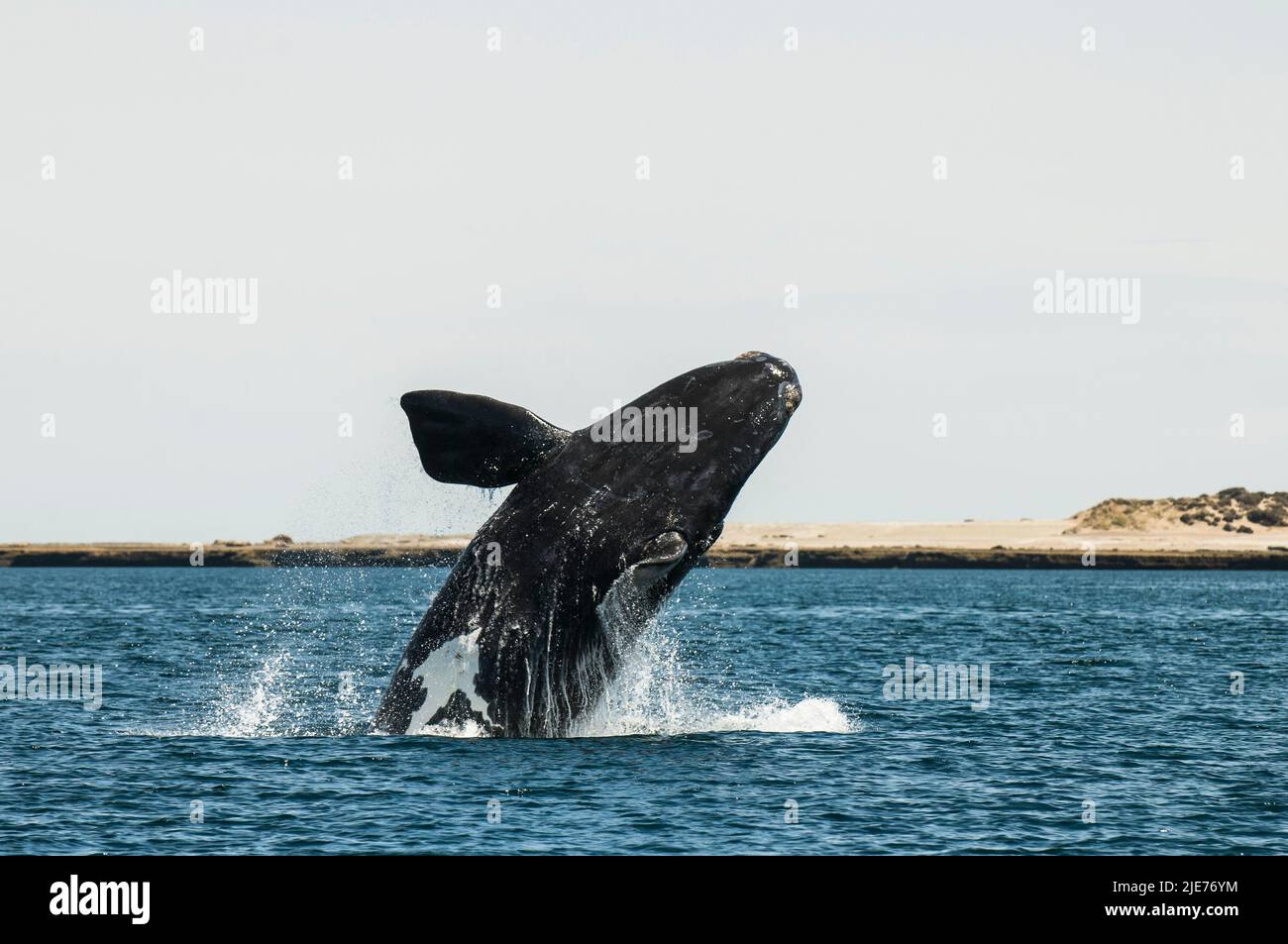 Right Whale Jumping , Eubalaena Autralis, glacialis, Patagonien , Peninsula Valdes, Patagonien, Argentinien. Stockfoto