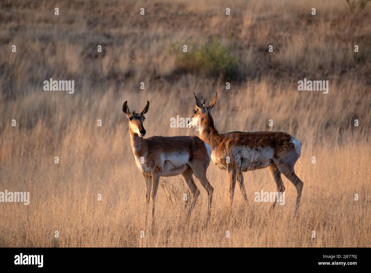 Pronghorn, (Antilocapra americana) Stockfoto