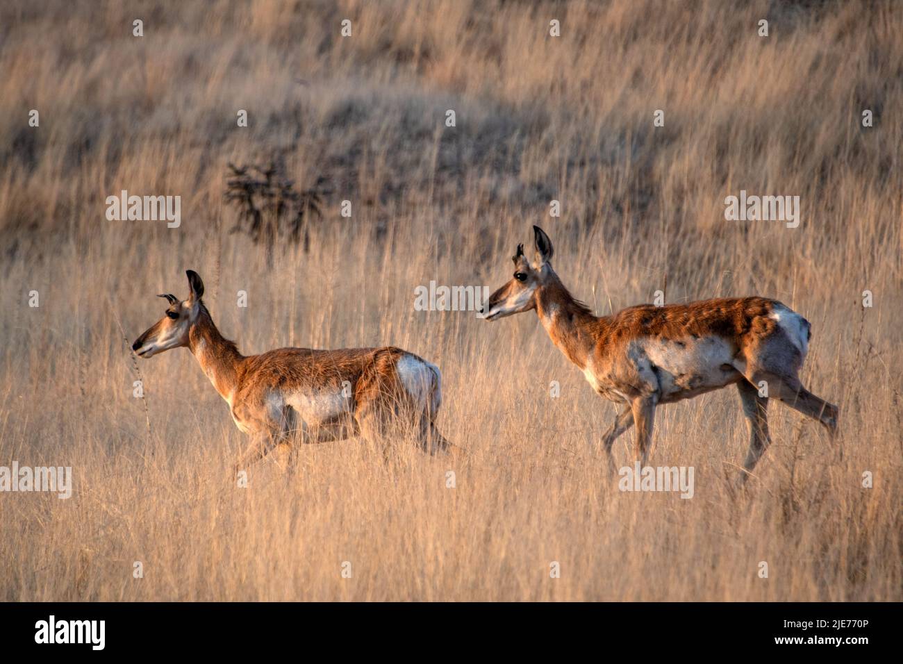 Pronghorn, (Antilocapra americana) Stockfoto