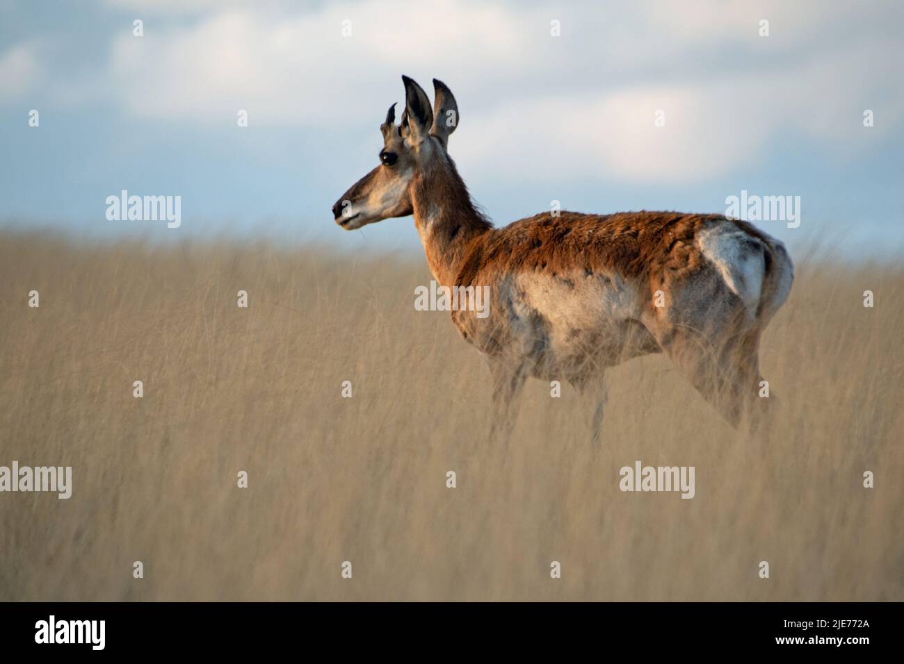 Pronghorn, (Antilocapra americana) Stockfoto