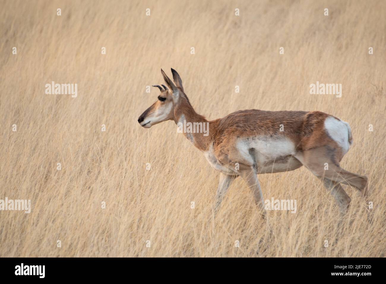 Pronghorn, (Antilocapra americana) Stockfoto